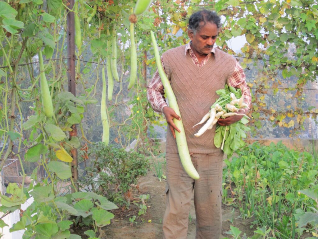 organic terrace farming