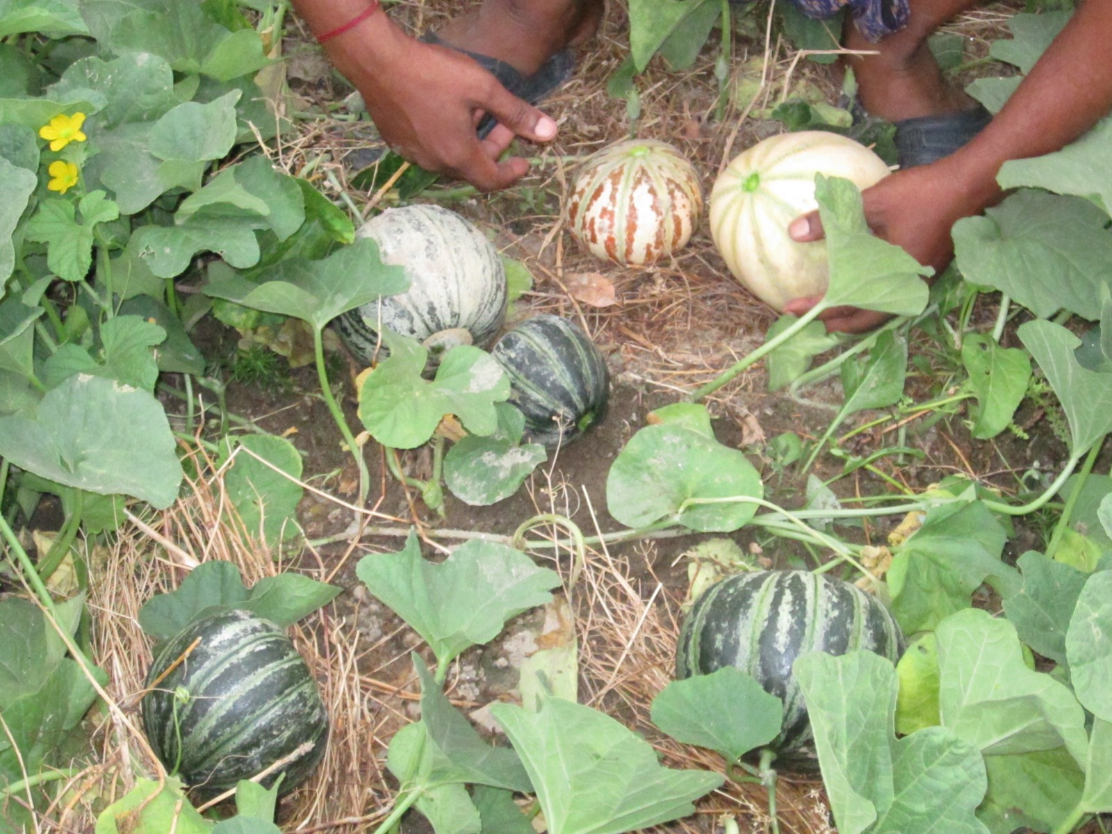 organic terrace farming
